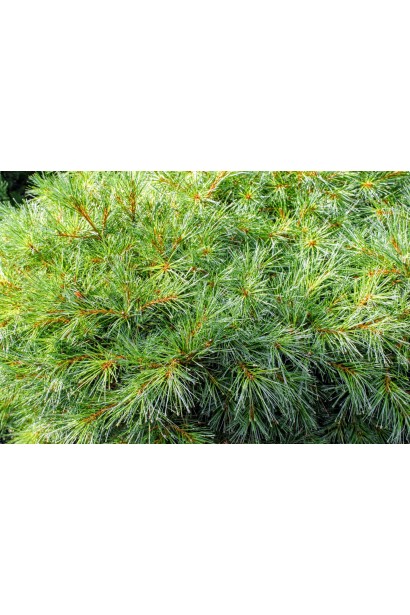 Сосна Веймутова Blue Shag з щільною кроною та ніжною, сріблясто-блакитною хвоєю.